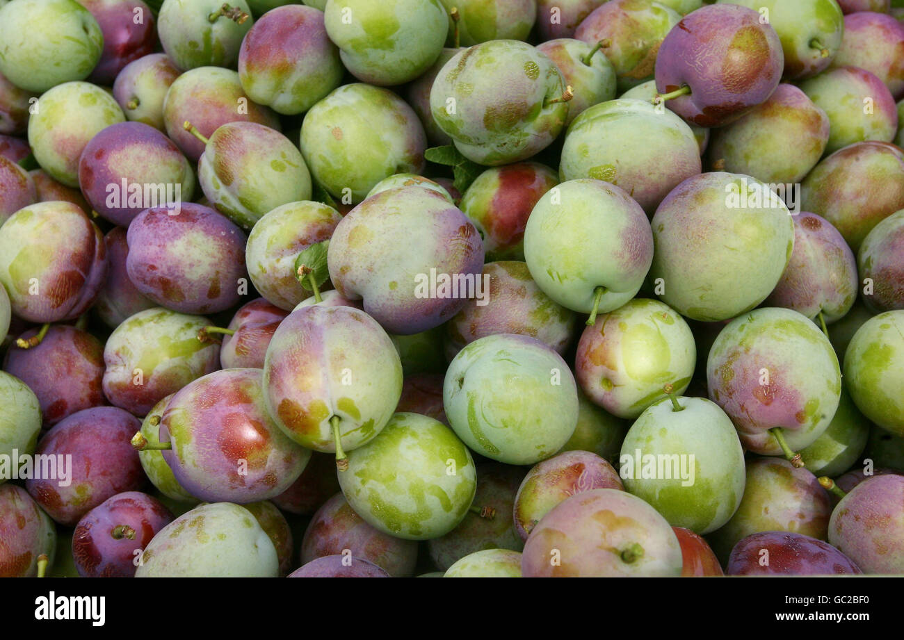 Clock house farm in coxheath hires stock photography and images Alamy