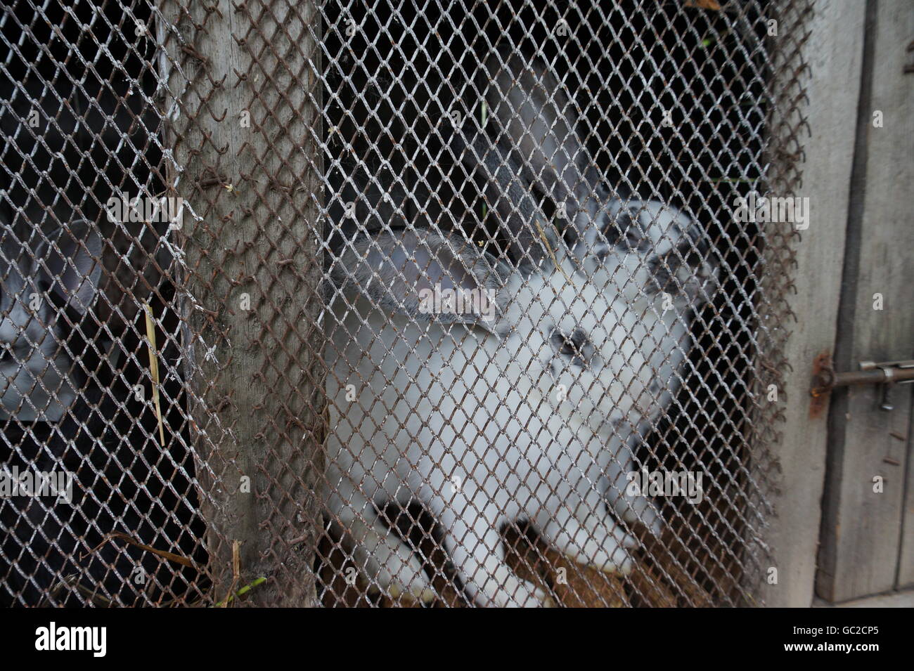 Wire on rabbit's hutch Stock Photo Alamy