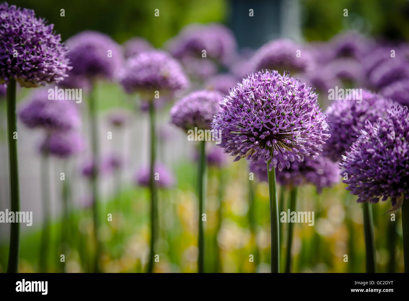 Purple flowers in Boston Commons Stock Photo Alamy