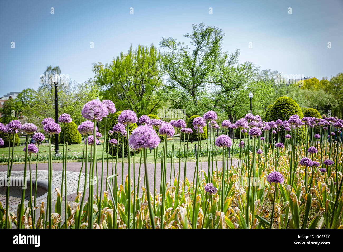 Purple flowers in Boston Commons Stock Photo Alamy