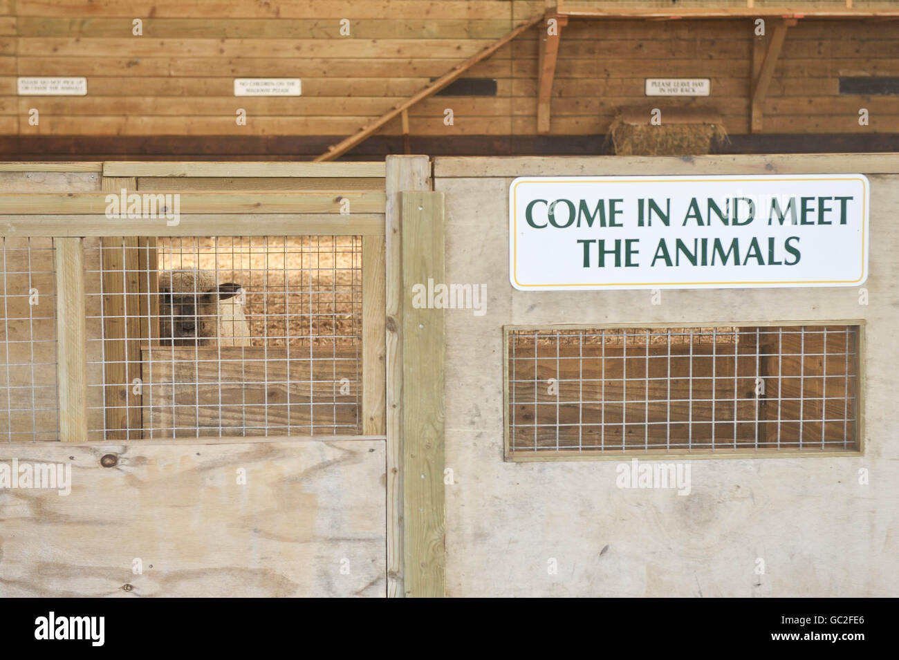 The closed off sheep and goat pen in World of Country Life farm, in