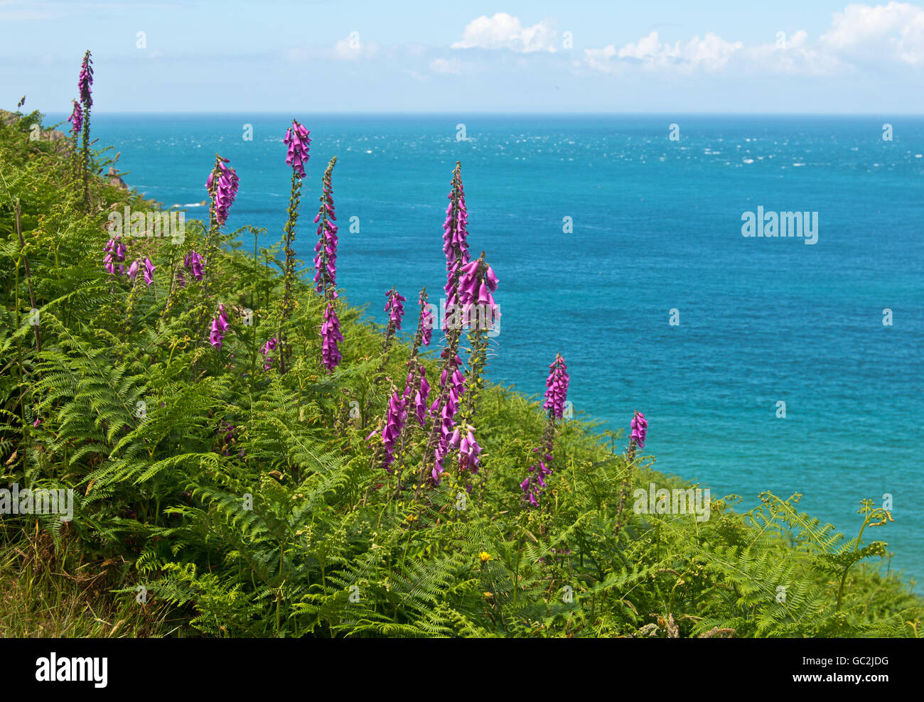 Wild foxgloves on cliff path, Jersey, Channel Islands Stock Photo