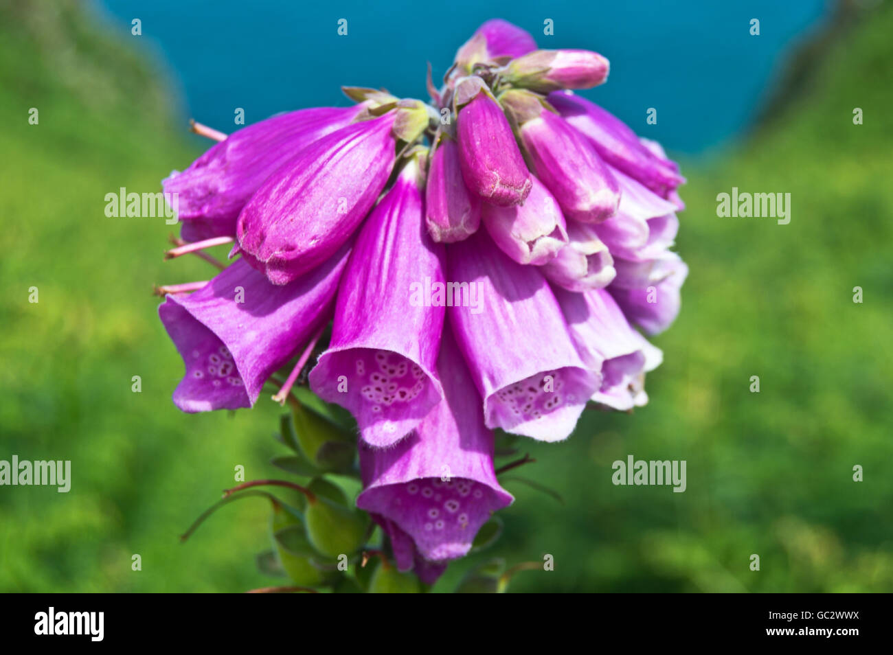 Wild foxgloves on cliff path, Jersey, Channel Islands Stock Photo