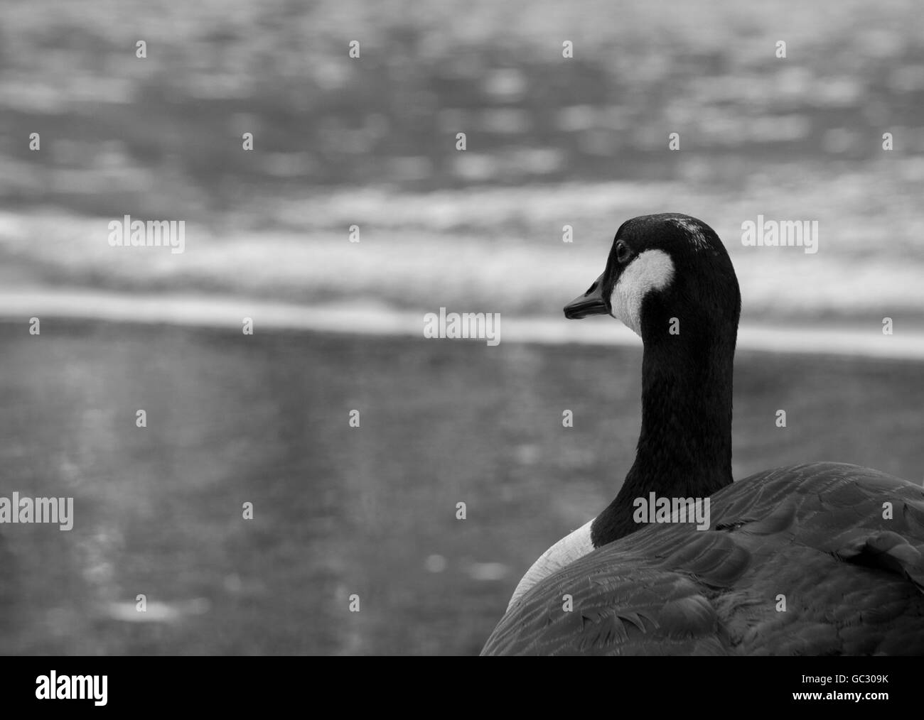 A Canadian Goose lost in thought Stock Photo