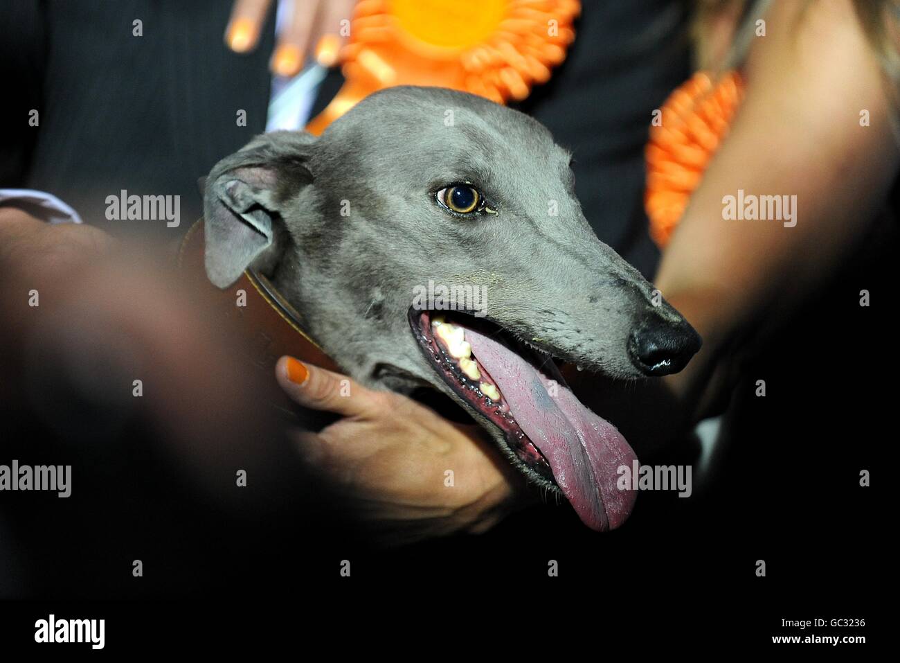 Racing - Greyhound Racing - Blue Square Greyhound Derby - Wimbledon Stadium. Kinda Ready, wnner of the Greyhound Derby Final Stock Photo