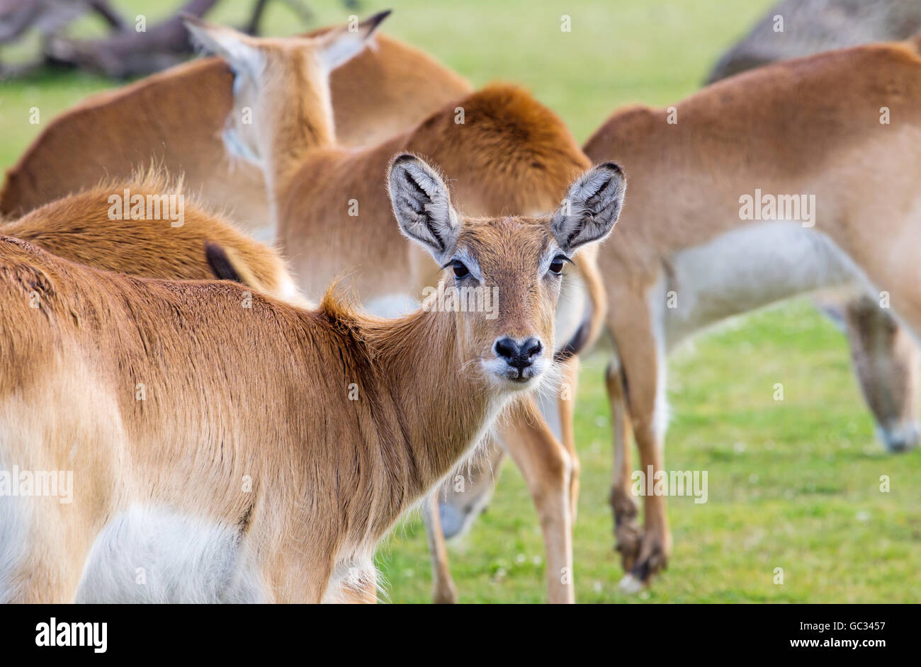 A herd of female red lechwe (Kobus leche leche) from Zambia, in the Yorkshire Wildlife Park Stock Photo