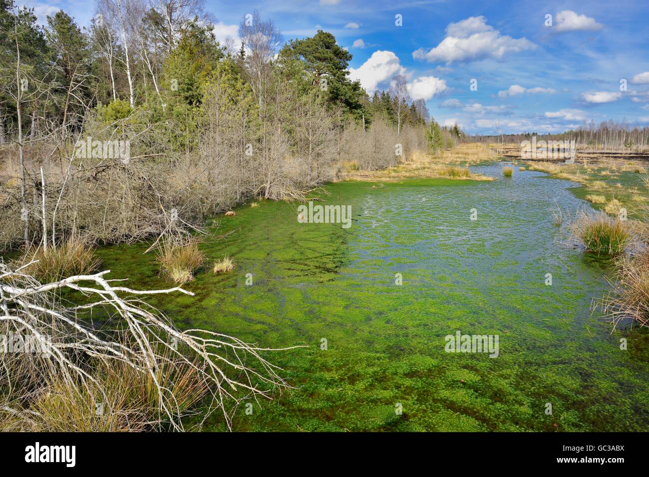 Silted moor pond with moss (Sphagum sp.) and bulrushes (Schoenoplectus lactustris), moor near Rosenheim, Raubling, Upper Bavaria Stock Photo
