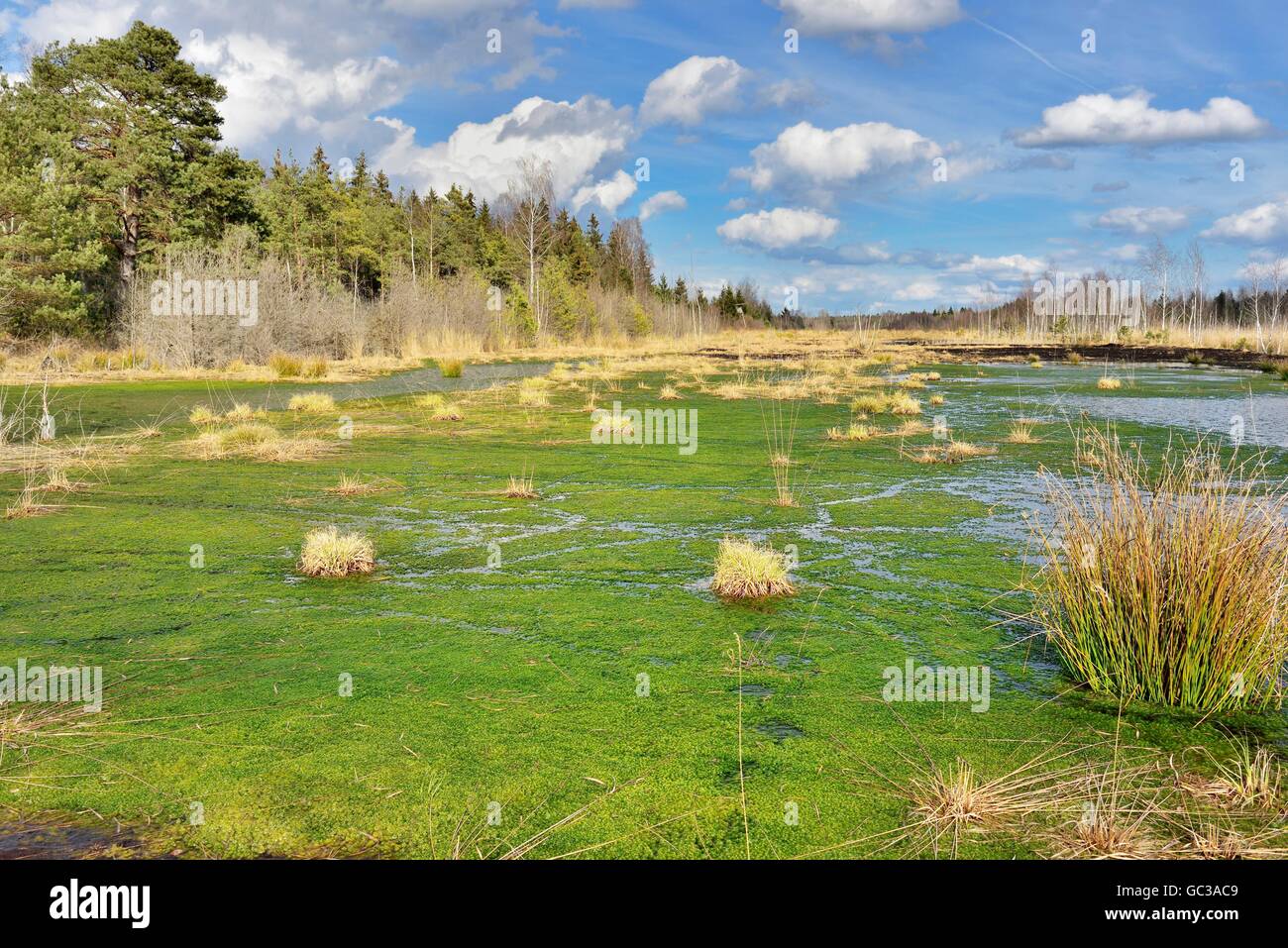 Silted moor pond with moss (Sphagum sp.) and bulrushes (Schoenoplectus lactustris), moor near Rosenheim, Raubling, Upper Bavaria Stock Photo