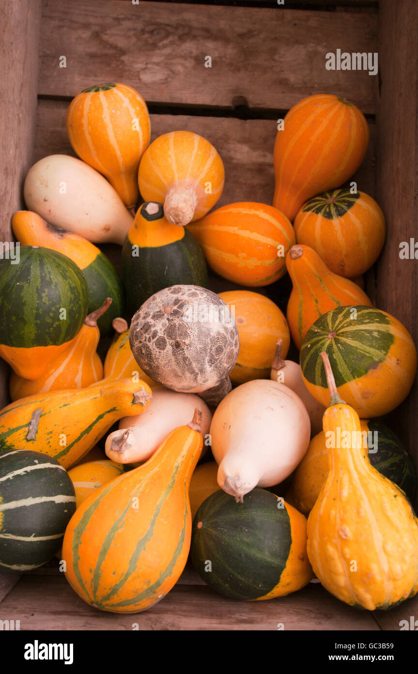 Pumpkins in wooden crate Stock Photo - Alamy