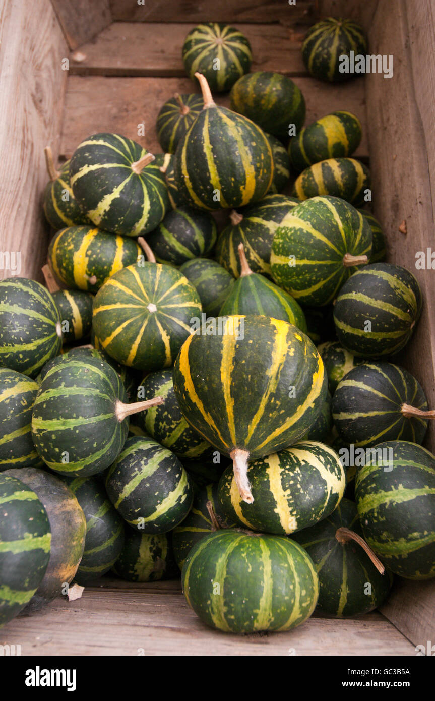 Pumpkins in wooden crate Stock Photo - Alamy