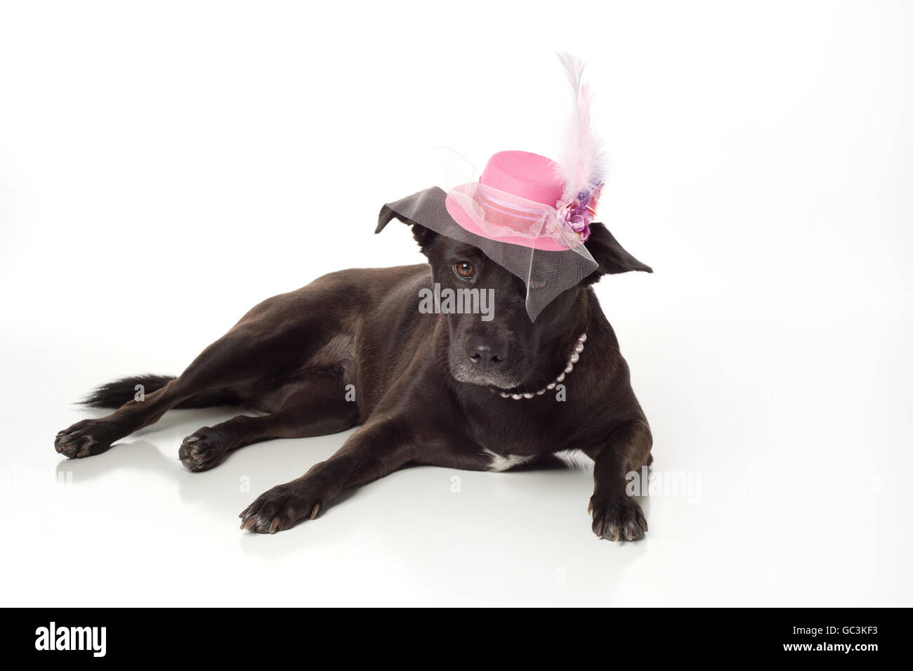 dog with pink hat