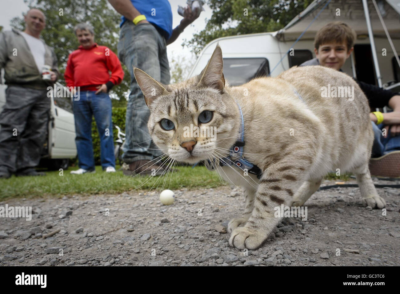 Leo the one-year-old Bengal Snow Leopard cat poses for the camera at the Oktoberfest VW festival in Cheddar, Somerset. Stock Photo