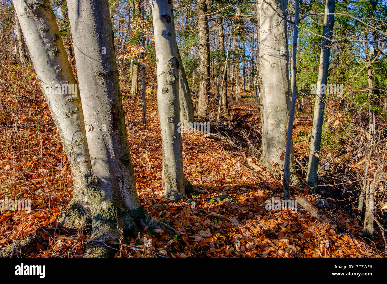 Smooth bark trees in the forest in the fall. Stock Photo