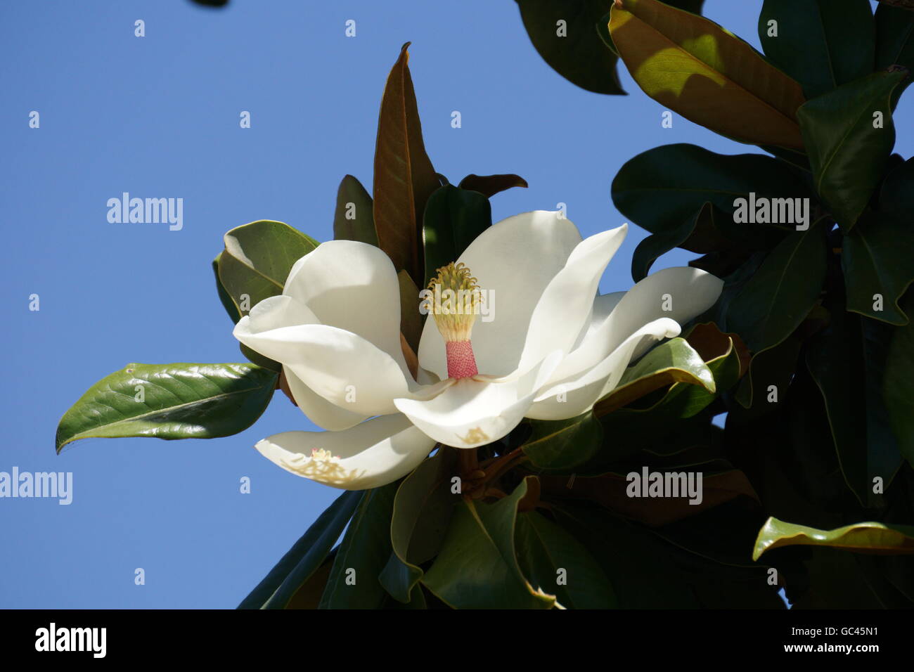 Bay tree flower hi-res stock photography and images - Alamy