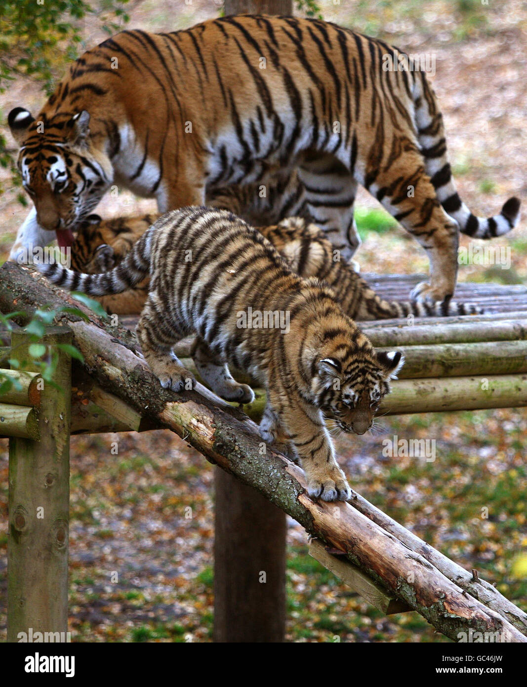 Tiger mom and cubs hi-res stock photography and images - Alamy