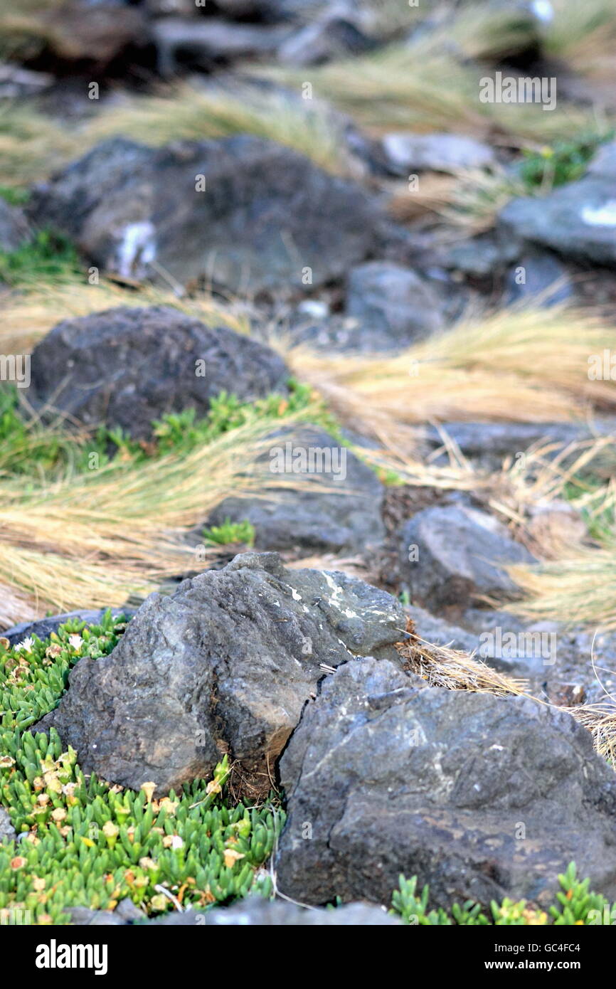 Tussock Rocks Coastal tussock grass hi-res stock photography and images - Alamy