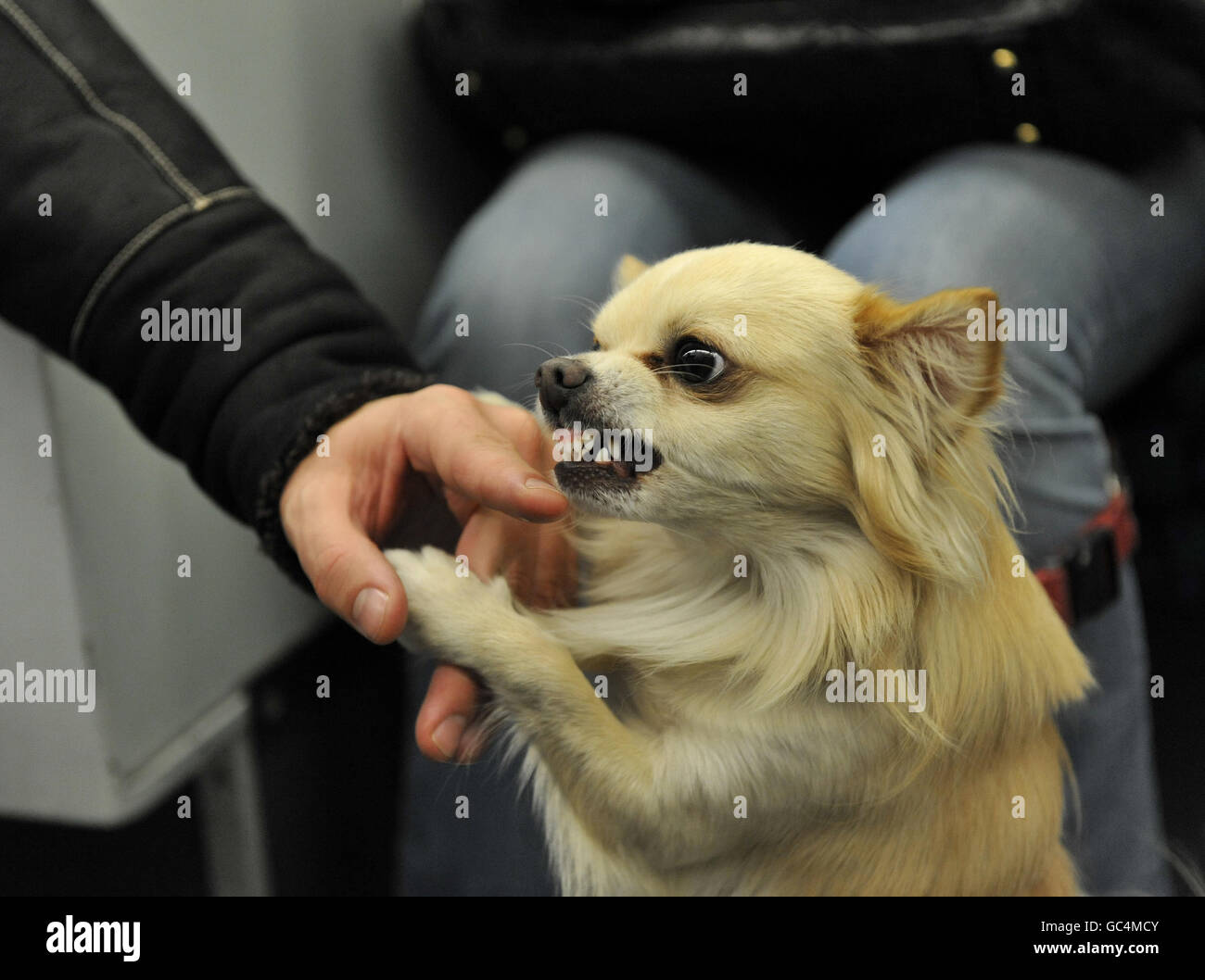 London tube dog hires stock photography and images Alamy