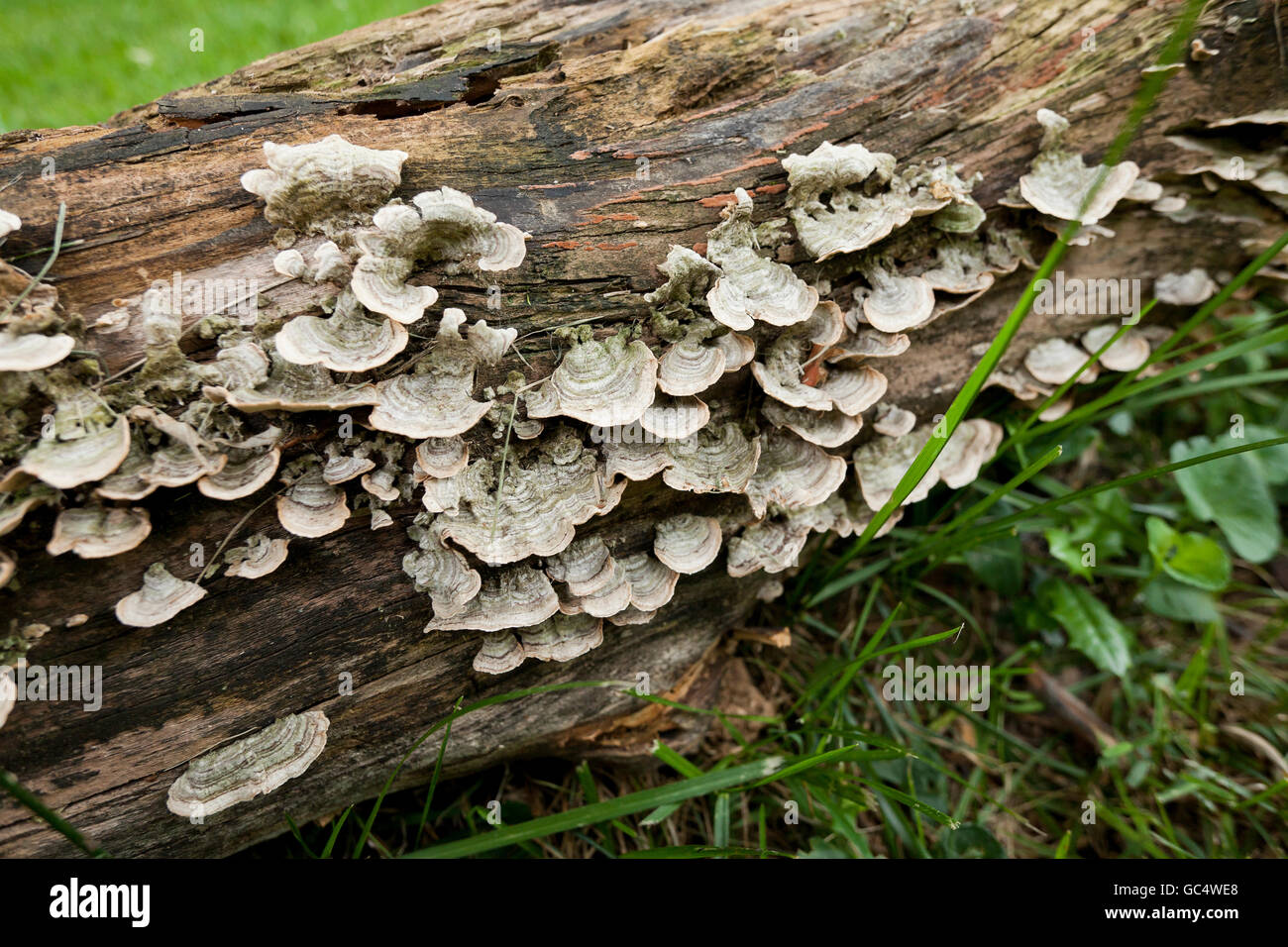 Tree fungi Turkeytail mushrooms (Trametes versicolor) growing on decaying tree trunk - USA Stock Photo
