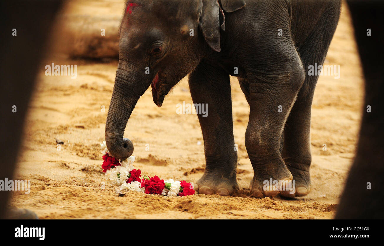 Animals elephant animal baby wildlife young newborn new born england hi