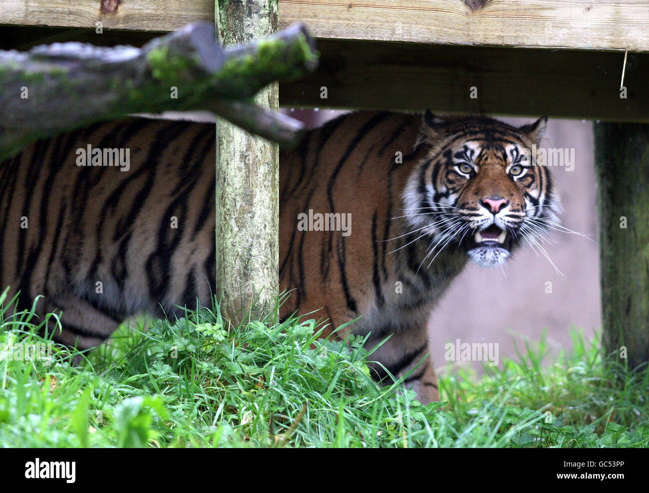 Rare Sumatran tiger makes Belfast Zoo debut Stock Photo Alamy