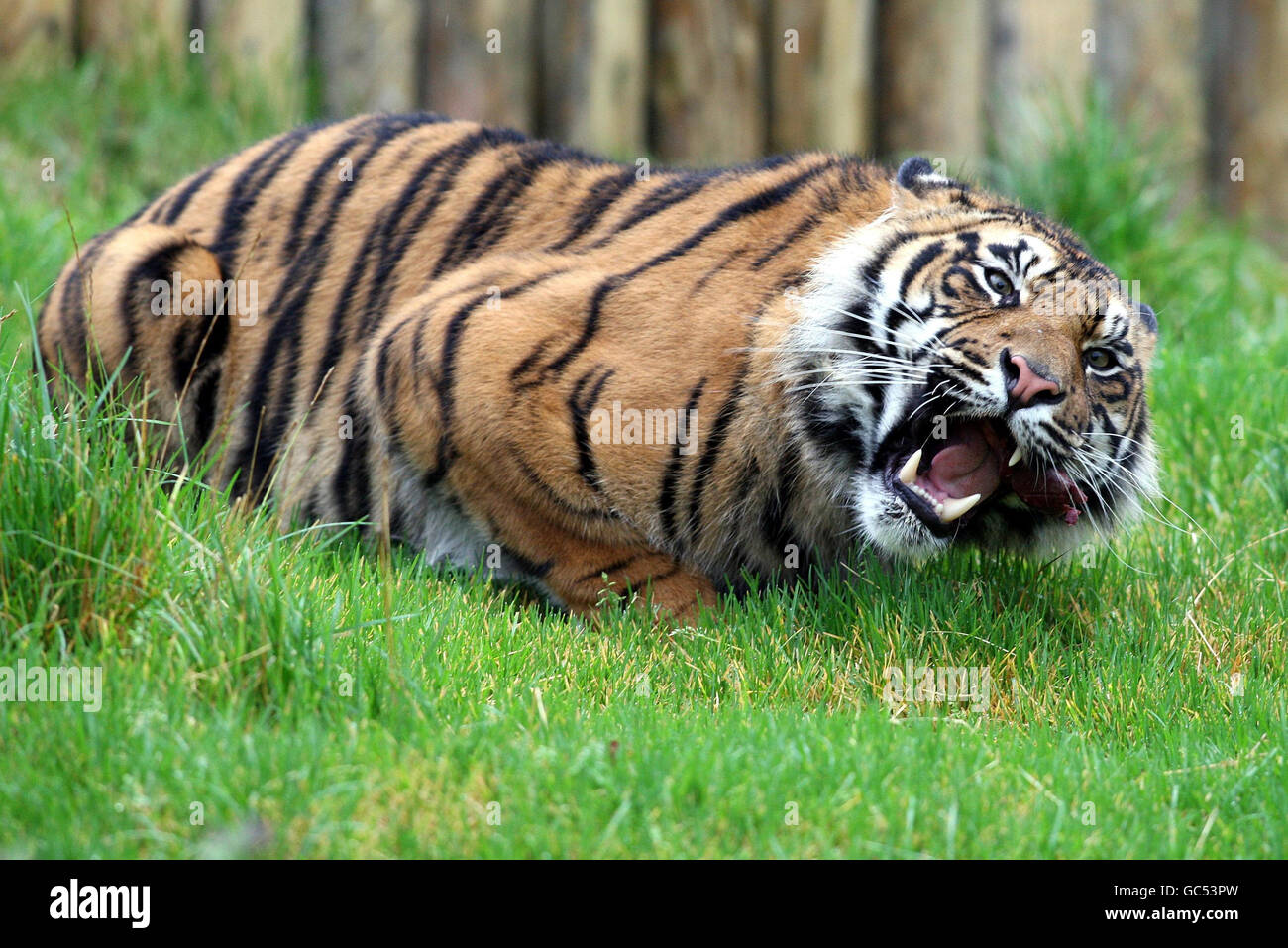 Rare Sumatran tiger makes Belfast Zoo debut Stock Photo Alamy