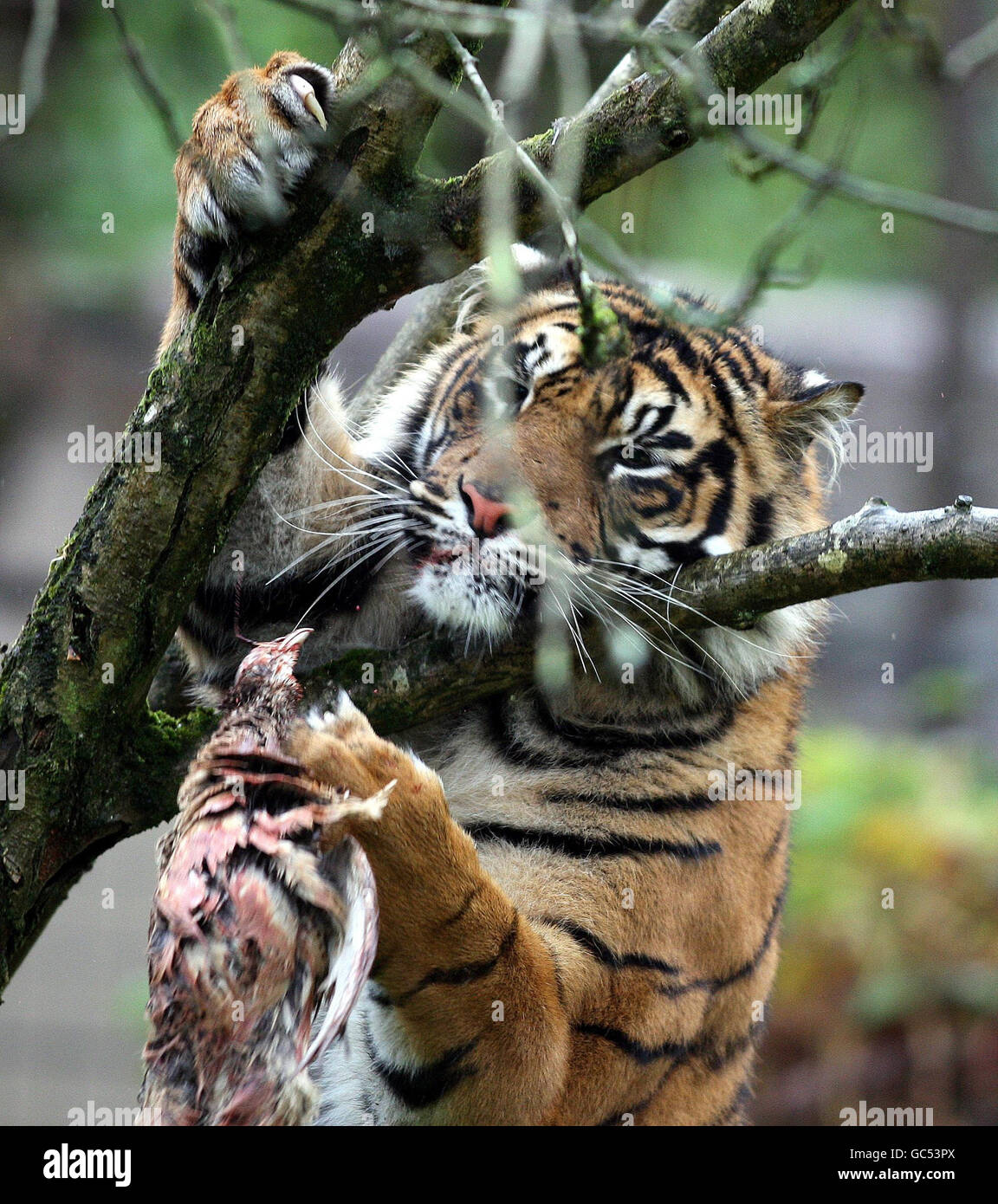 Kabus, a rare Sumatran tiger, makes his first appearance at Belfast Zoo