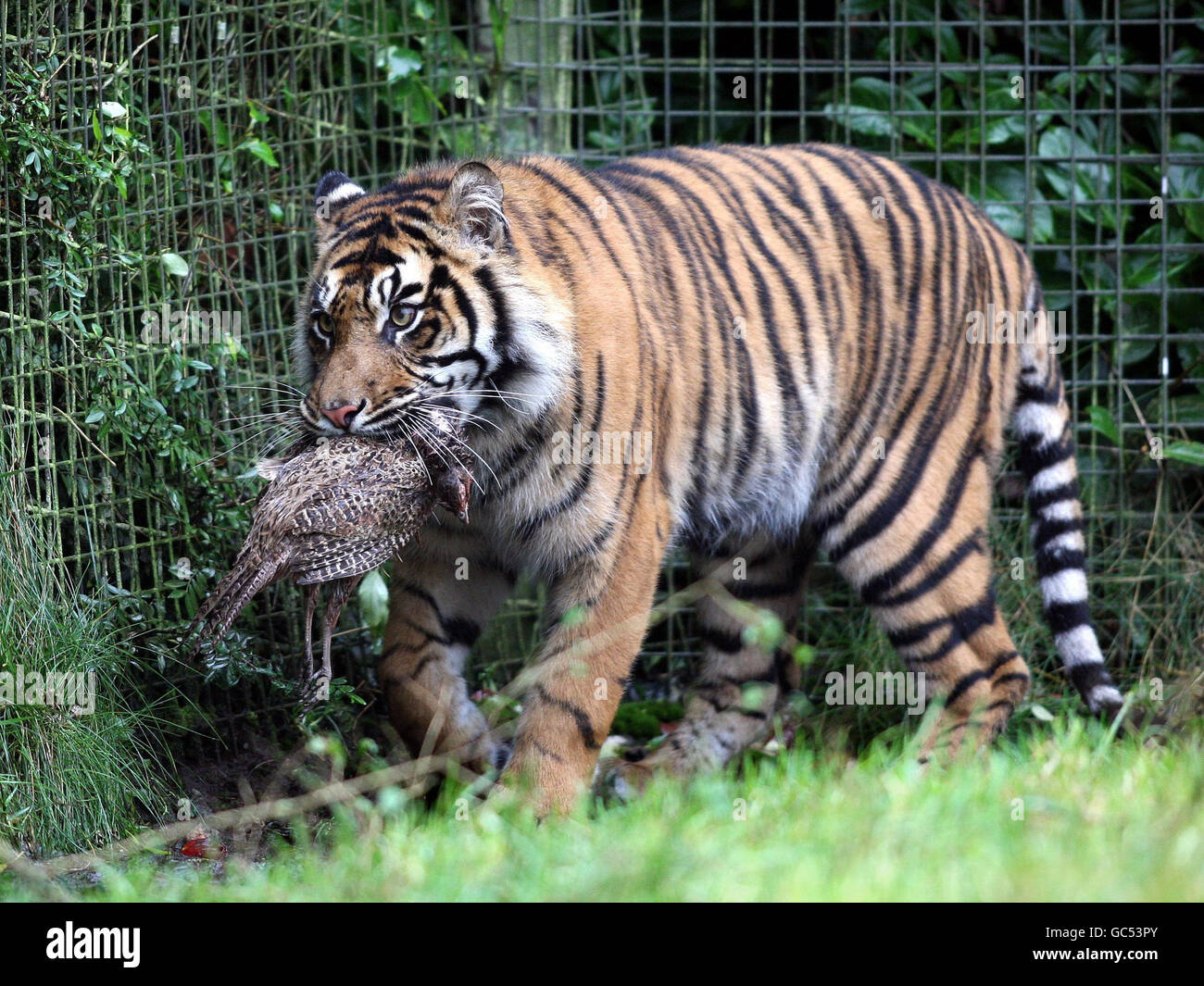 Kabus, a rare Sumatran tiger, makes his first appearance at Belfast Zoo
