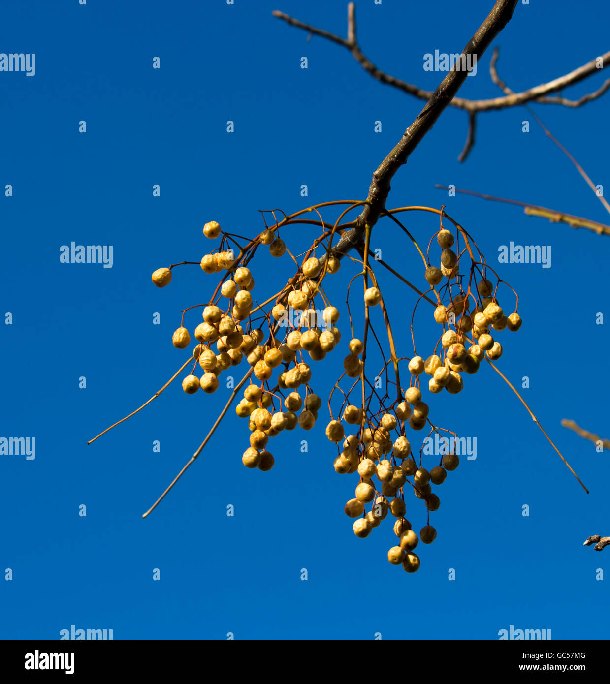 My Image 3