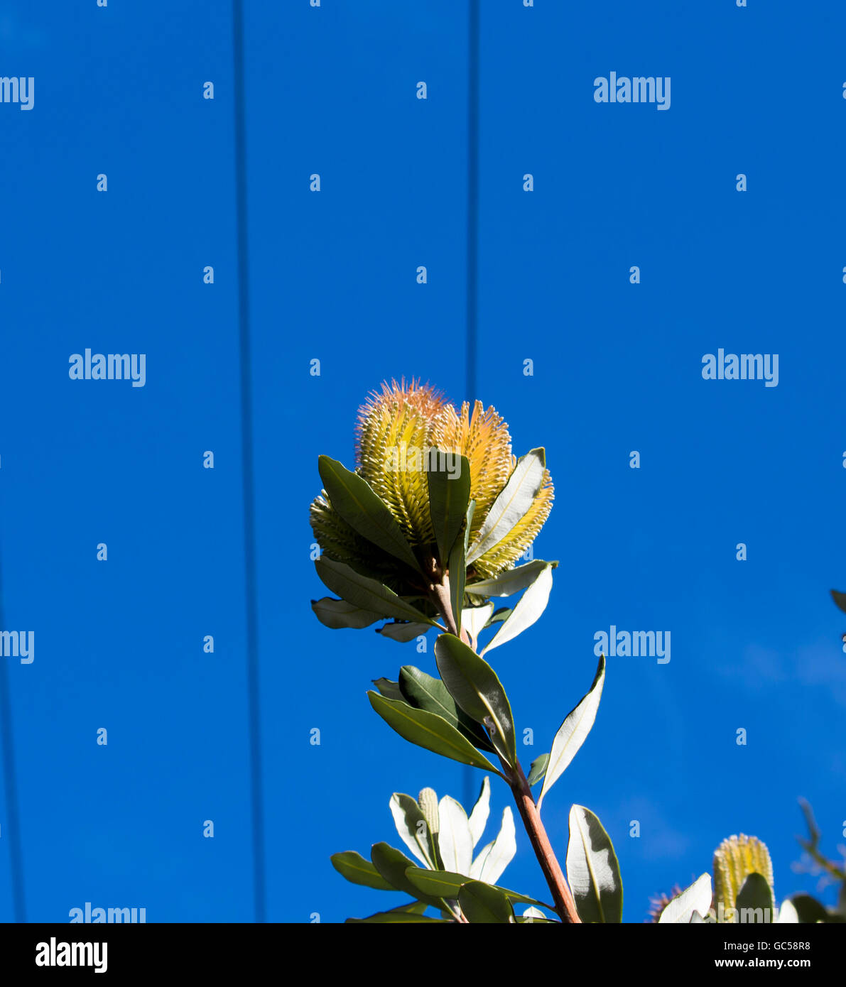 Yellow flower cones of  Australian Banksia littoralis,  Swamp Banksia, Swamp Oak  or Western Swamp Banksia, in winter flower  are delightfully quaint. Stock Photo