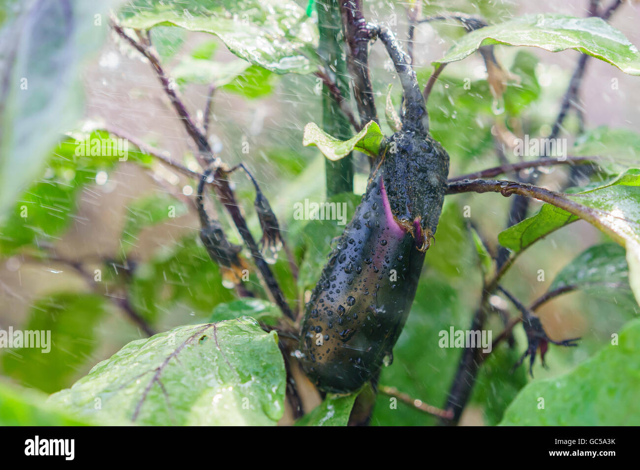 Growing eggplant in farm garden at Los Angeles Stock Photo