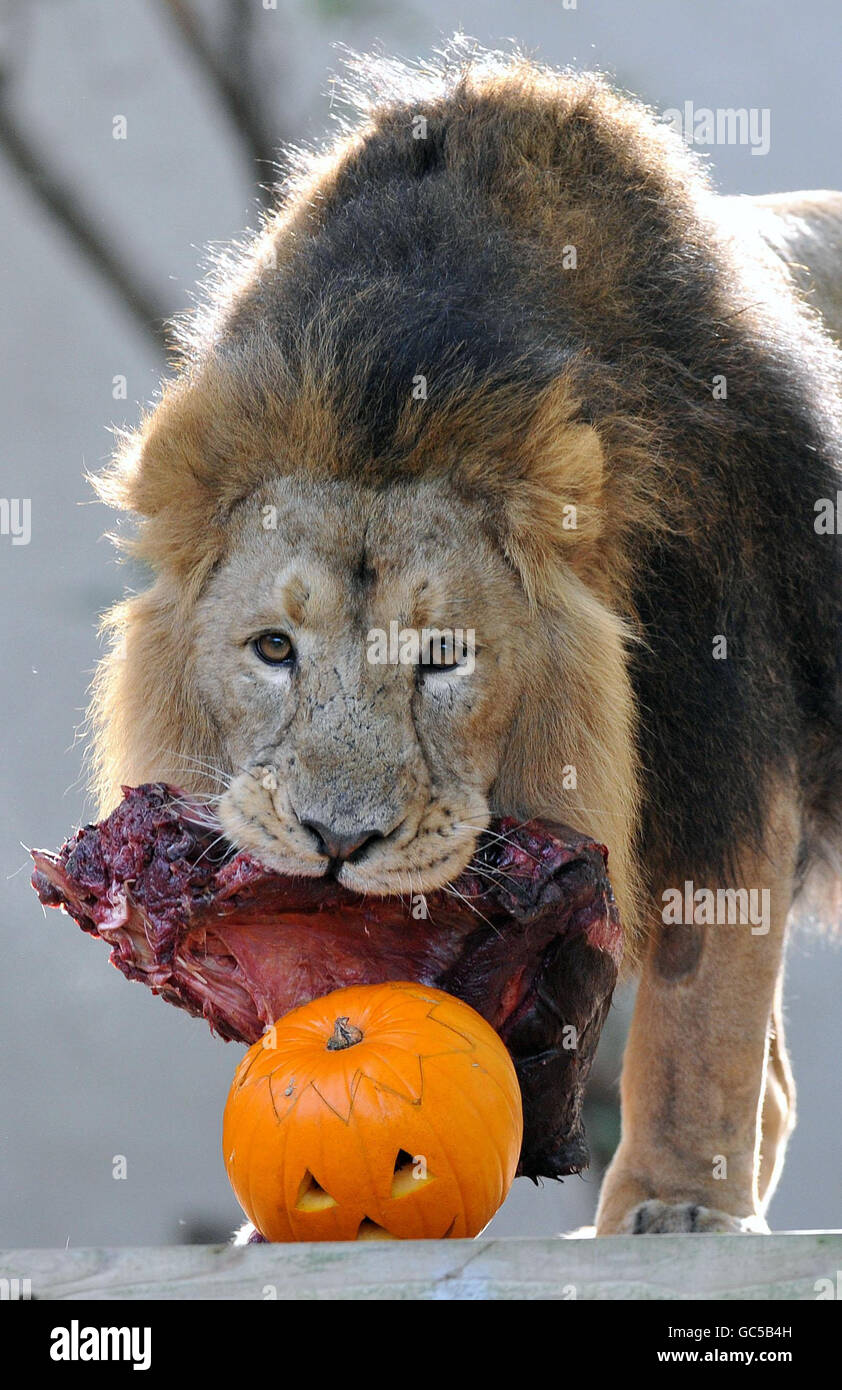 Lucifer, an Asian lion inspects a pumpkin in his London Zoo enclosure. Stock Photo
