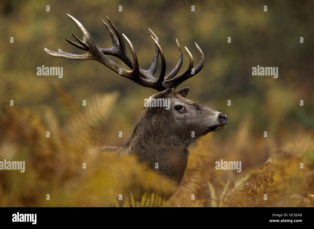 Fourteen pointer hi-res stock photography and images - Alamy