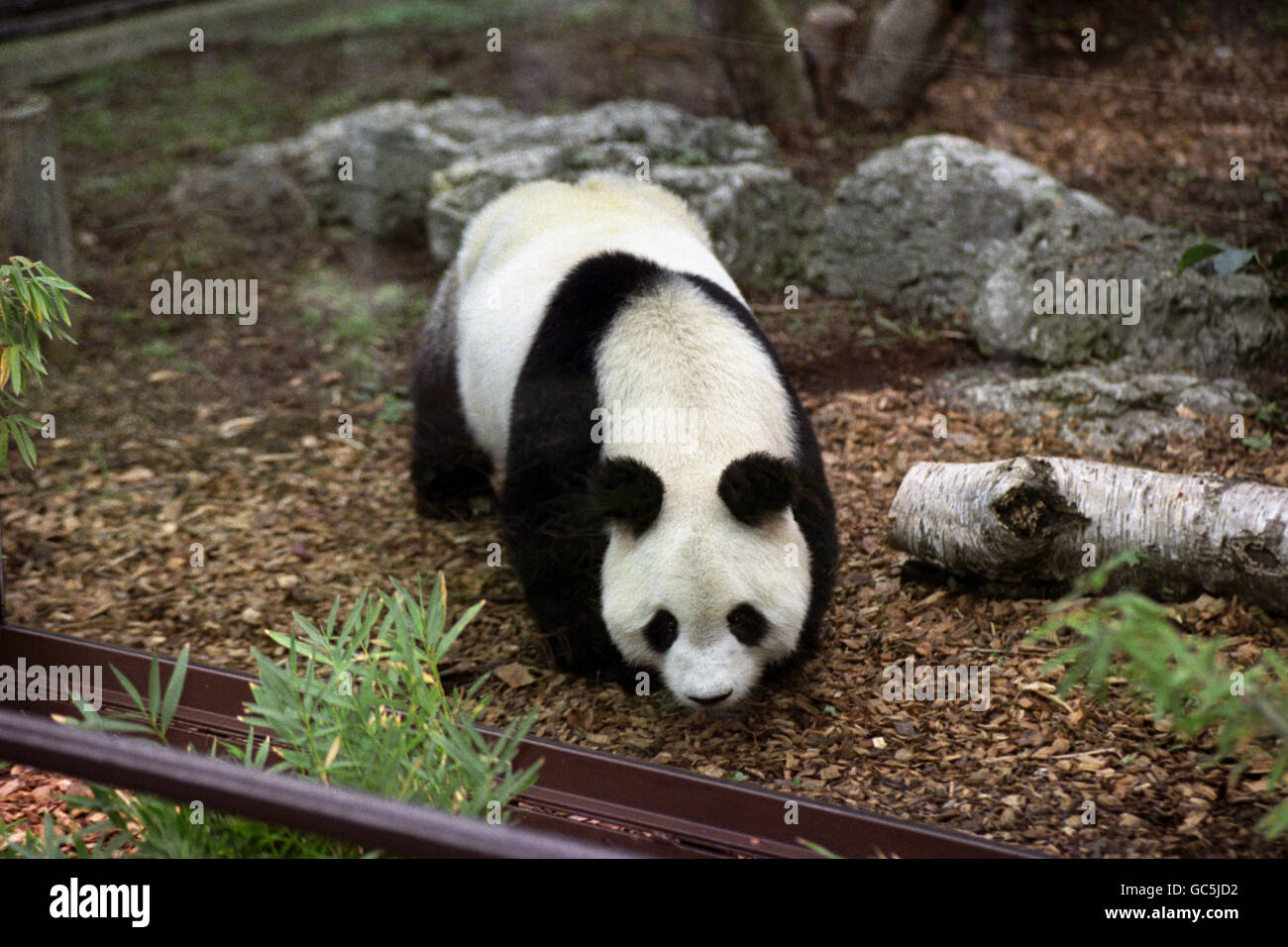 Animals - Giant Panda - London Zoo. LONDON ZOO'S NEW GIANT PANDA MING