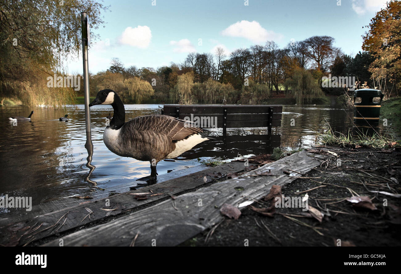Canada Geese swim around a park bench in Redhouse Park, Birmingham, after the recent heavy rains. Stock Photo