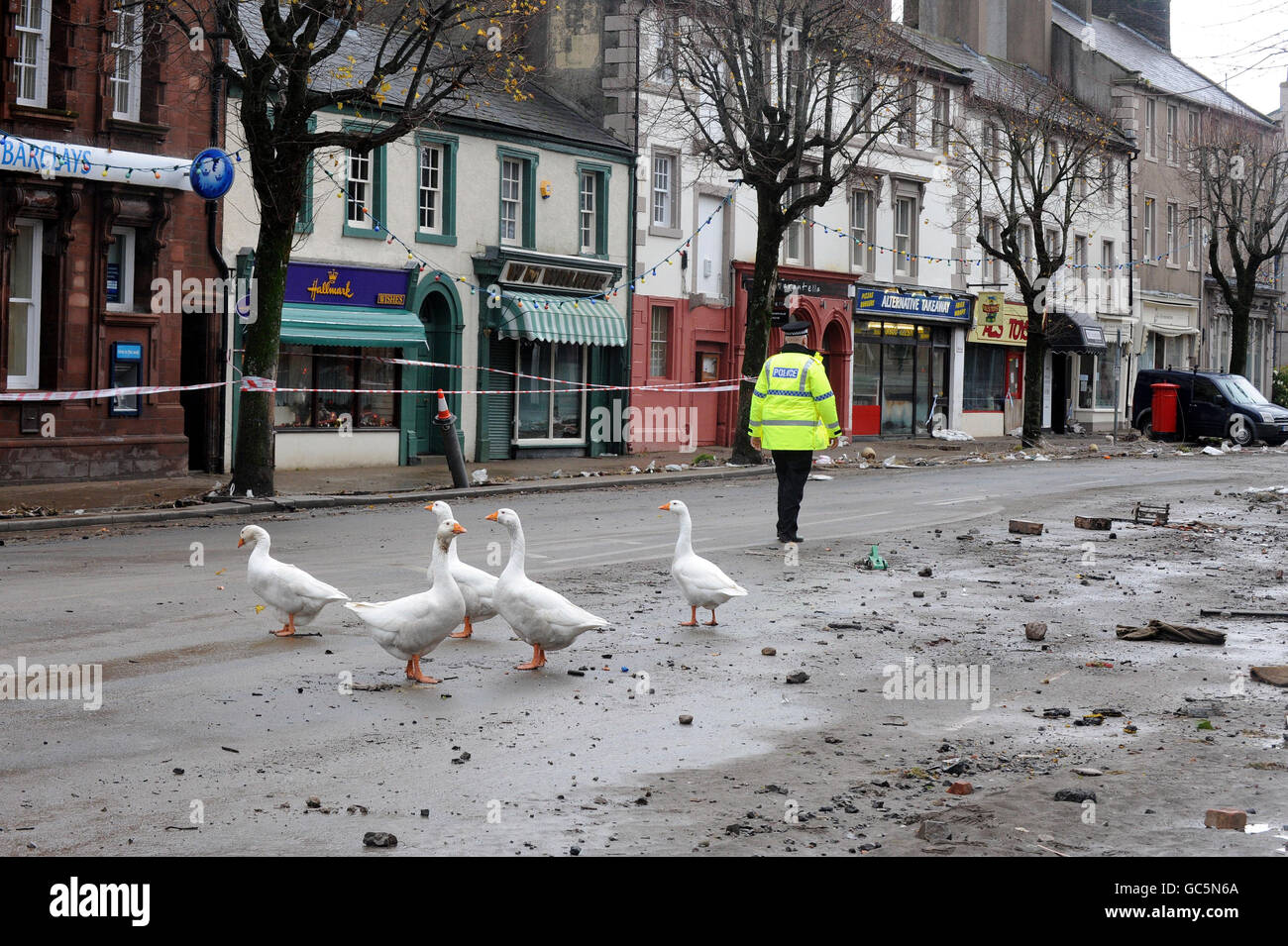 Geese walk down the high street in Cockermouth, Cumbria, where flood water has receded after torrential rain caused rivers to burst their banks. Stock Photo