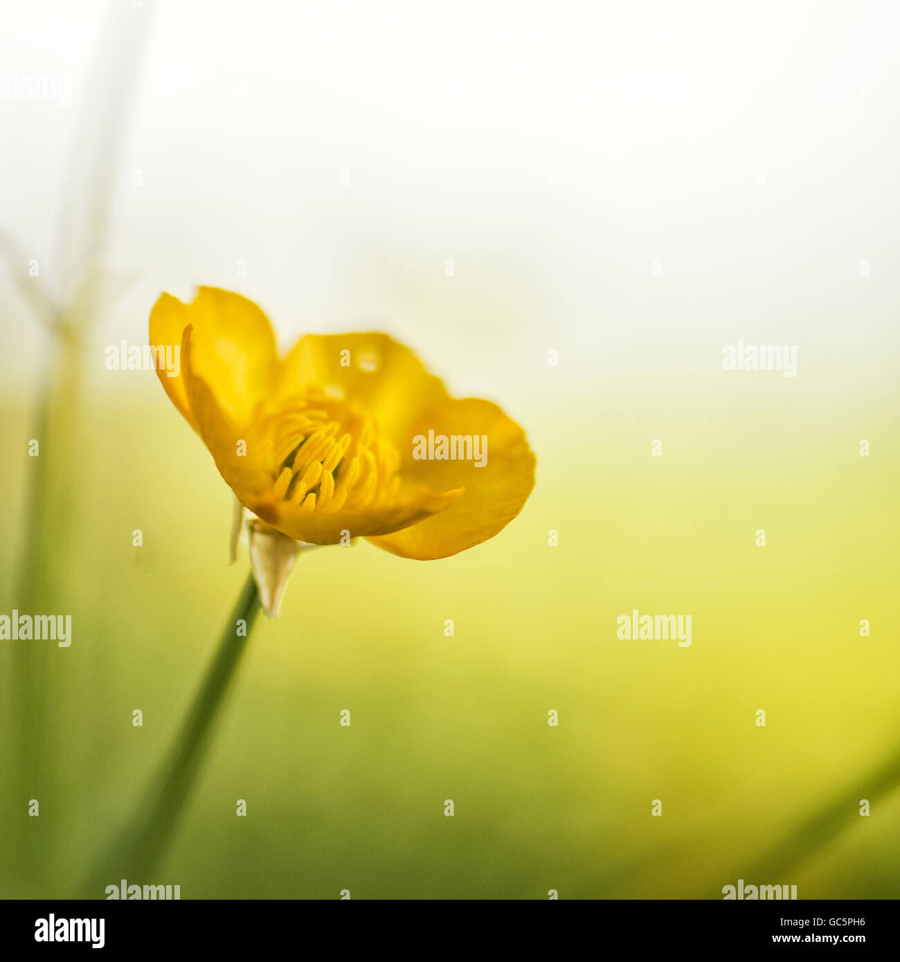 Beautiful macro image of Spring buttercup with bokeh background Stock Photo