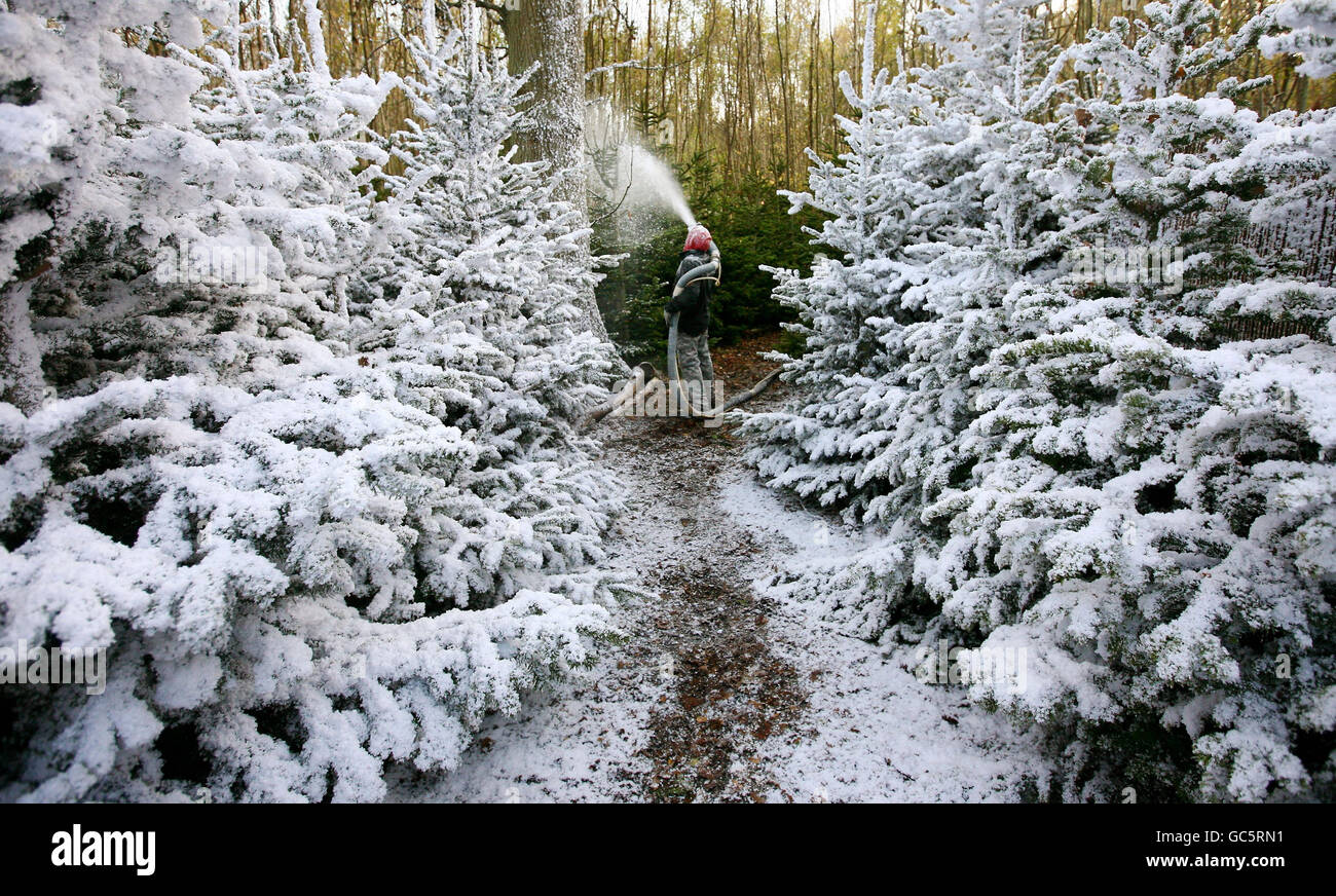 Artificial snow is sprayed on to trees as the final touches are put to