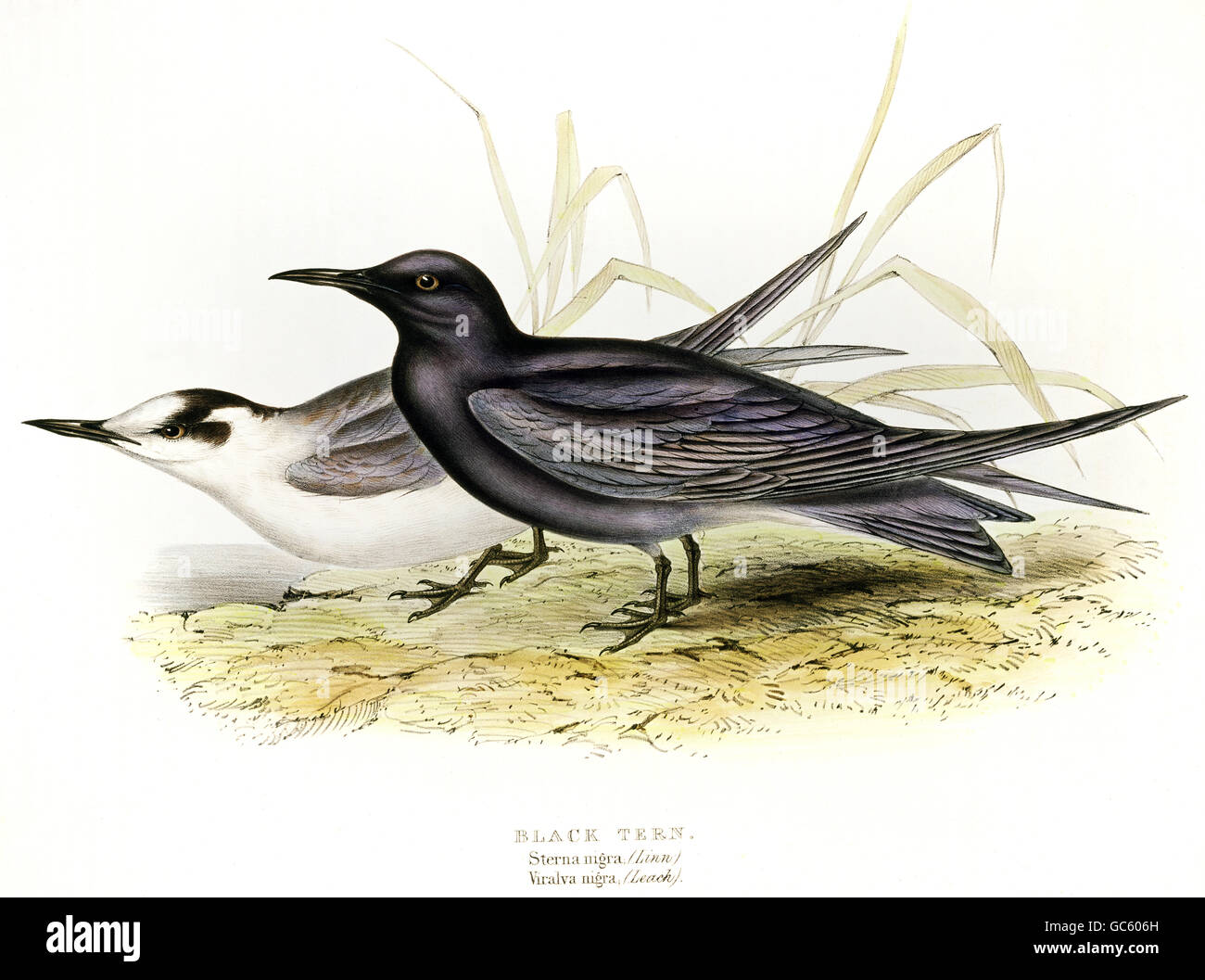 zoology, birds, swallows, Black Tern (Chlidonias niger), lithograph by Edward Lear, 'the Birds of Europe' by John Gould, 1832 - 1837, private collection, , Additional-Rights-Clearences-Not Available Stock Photo