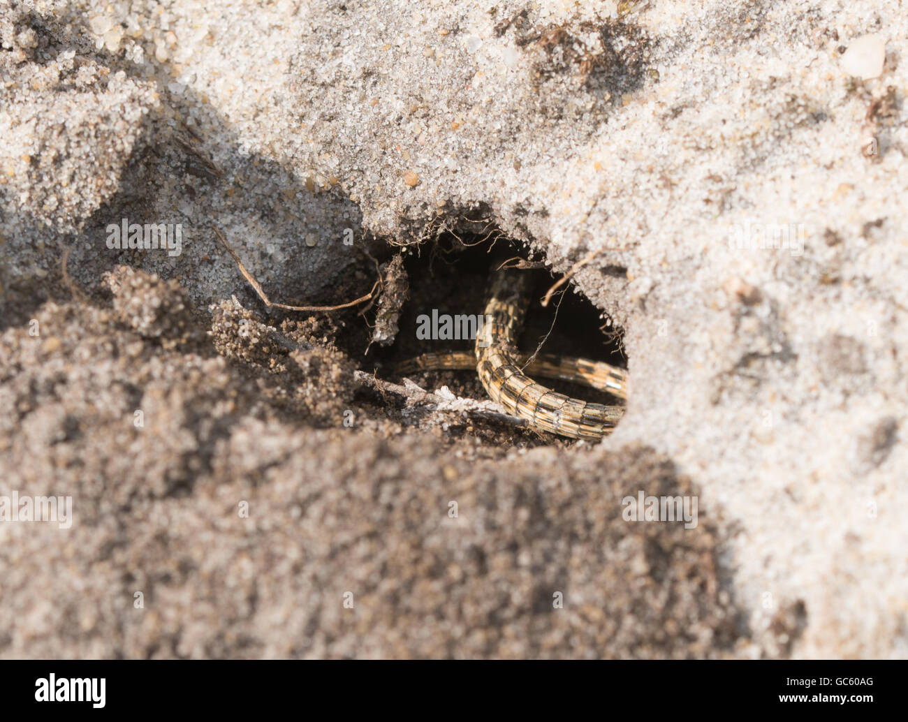 Female sand lizard (Lacerta agilis) inside egg-laying burrow in Surrey, England Stock Photo