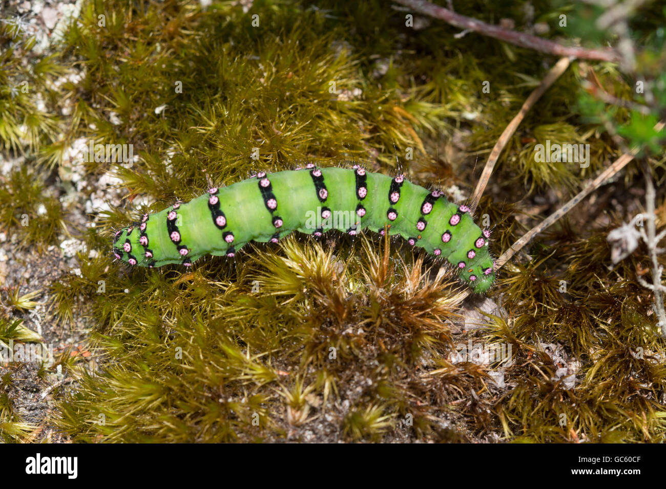 Emperor moth caterpillar or larva (Saturnia pavonia) on moss in Surrey, England Stock Photo