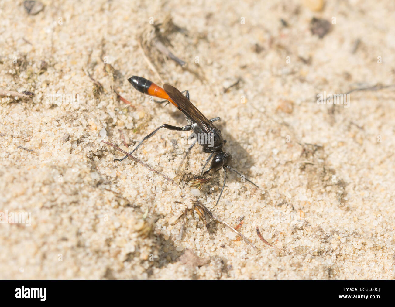 Sand wasp (Ammophila pubescens) on sandy habitat in Surrey, England Stock Photo