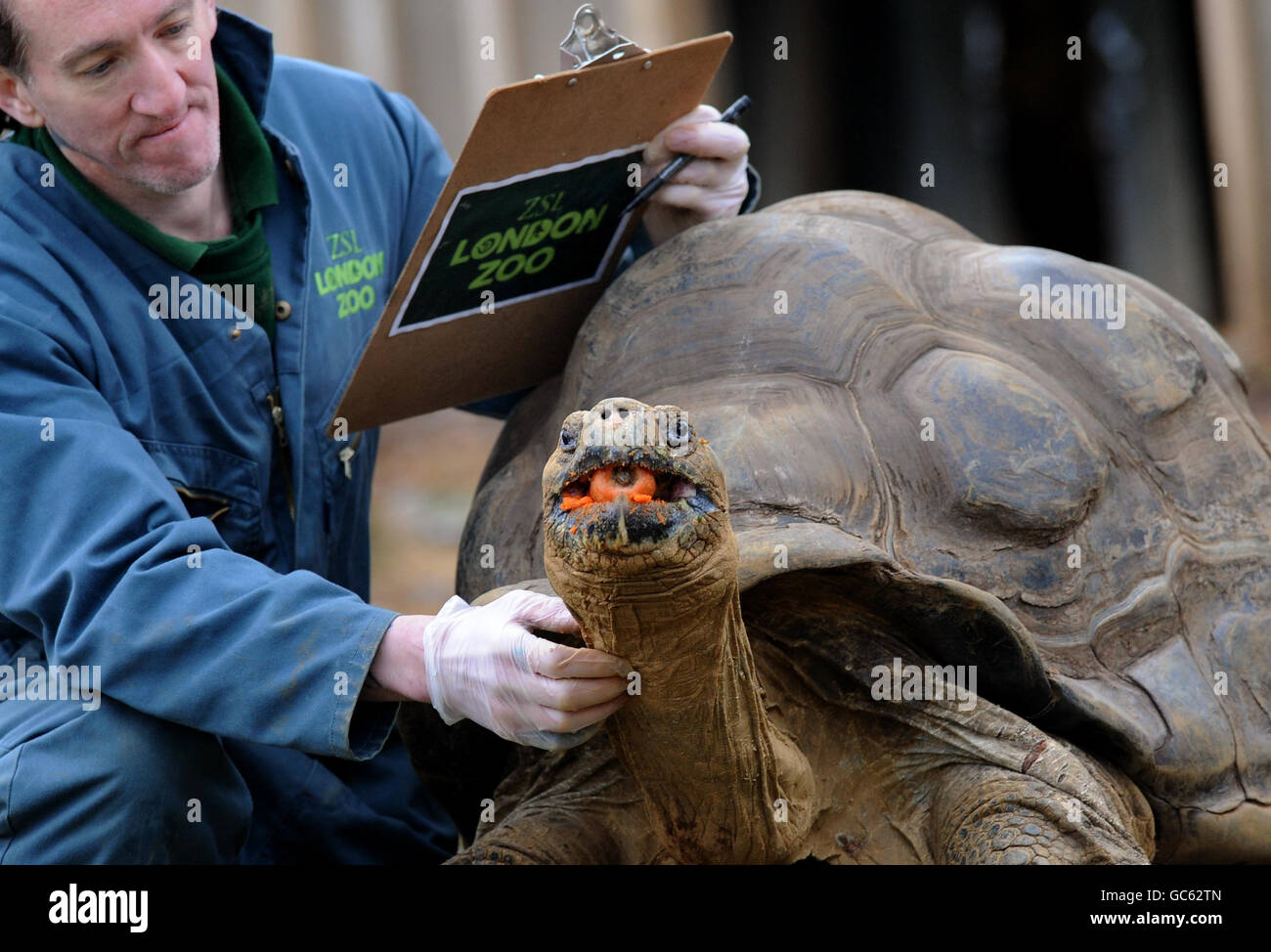 London Zoo stocktake Stock Photo Alamy