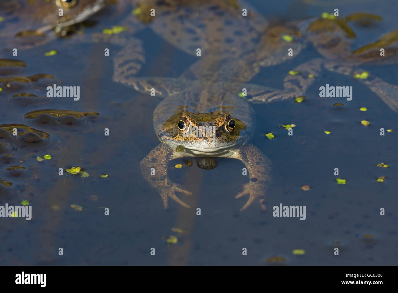 single Common Frog Rana temporaria half submerged in garden pond at spawning time Stock Photo