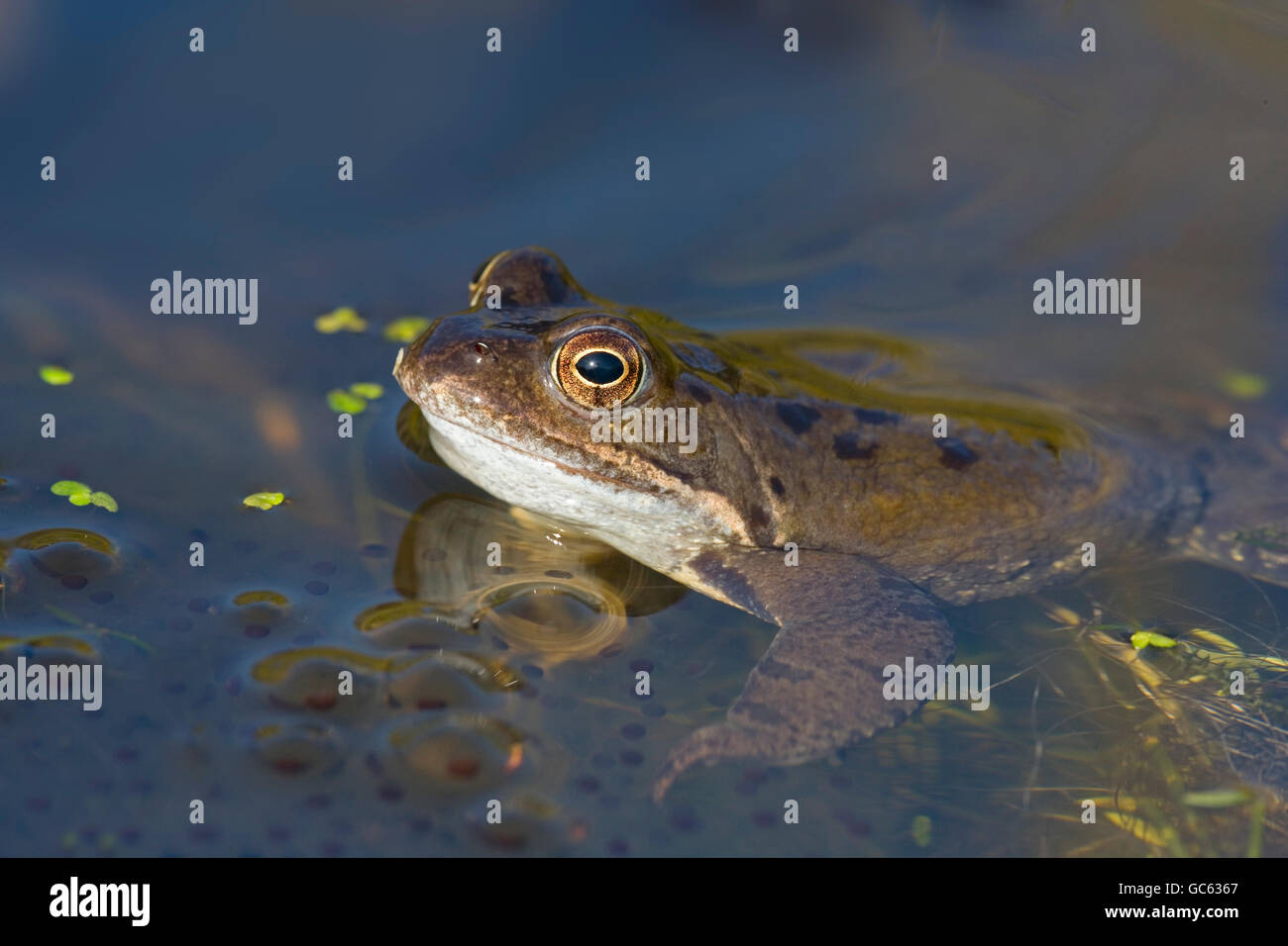 Common Frog Rana temporaria half submerged in garden pond at spawning time Stock Photo