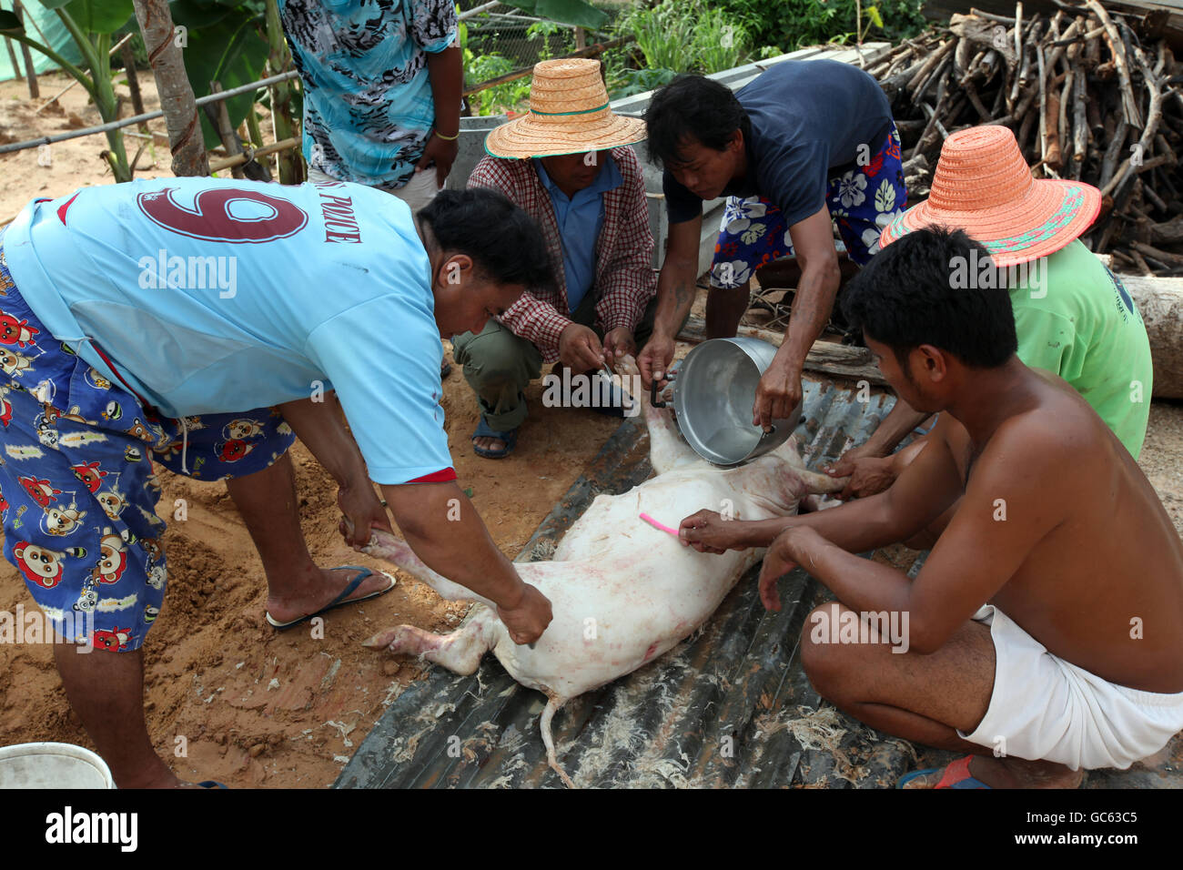people  make ready a pic for the grill at a traditional family fest in a village near the city of Amnat Charoen in the Region of Stock Photo