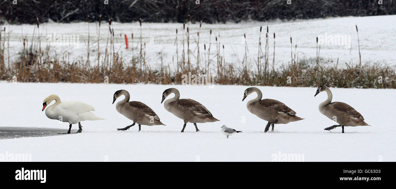 Swans cross a frozen lake in Southwell, Nottinghamshire following heavy snow. Stock Photo