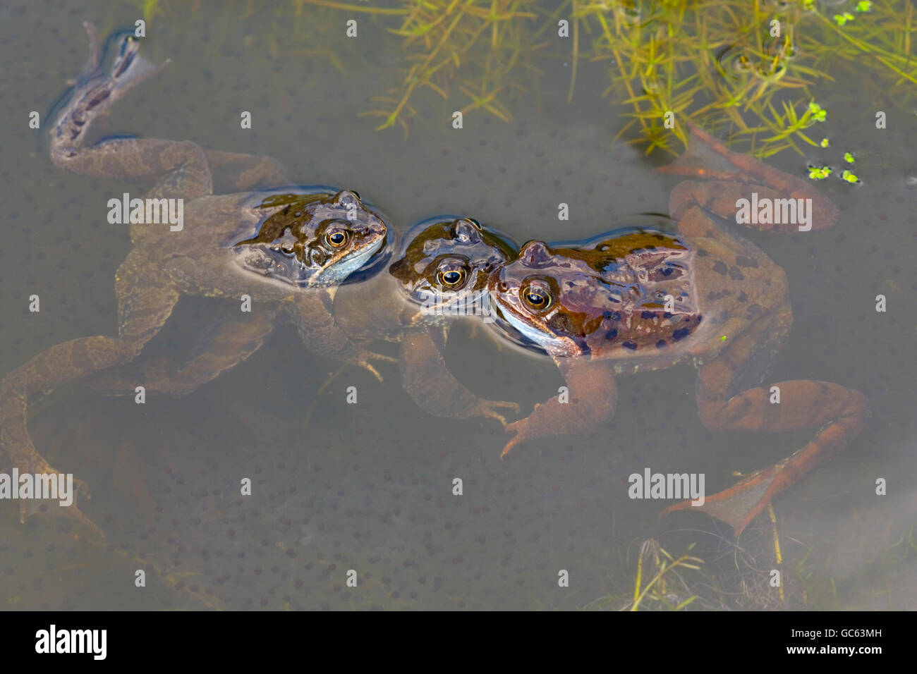 Three common Frog Rana temporaria half submerged in garden pond at spawning time Stock Photo