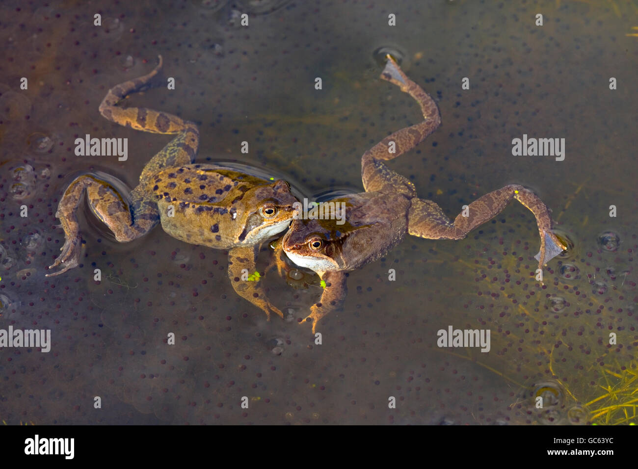 Two Common Frogs Rana temporaria March Norfolk Stock Photo