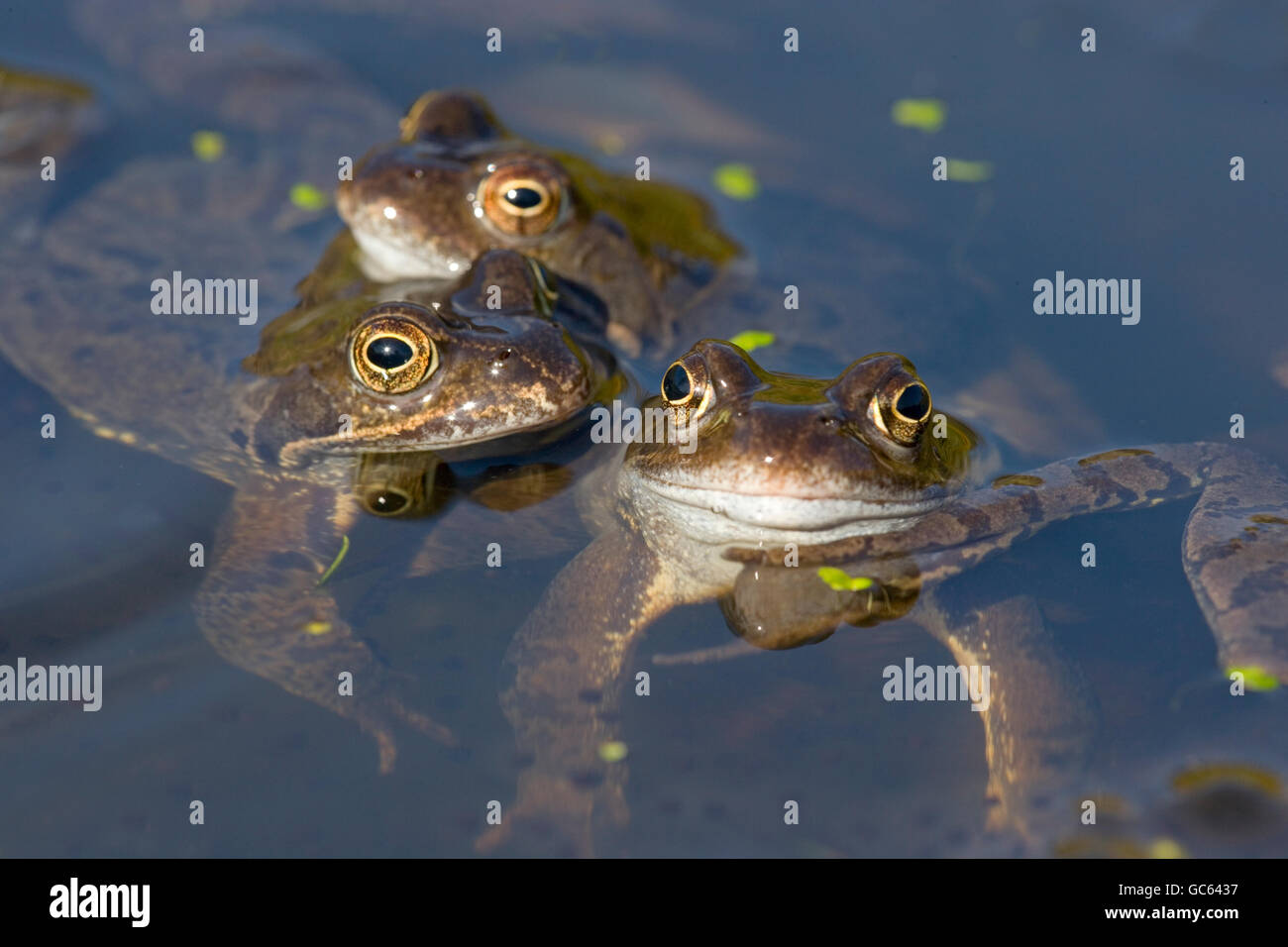 Three common Frogs Rana temporaria half submerged in garden pond at spawning time Stock Photo