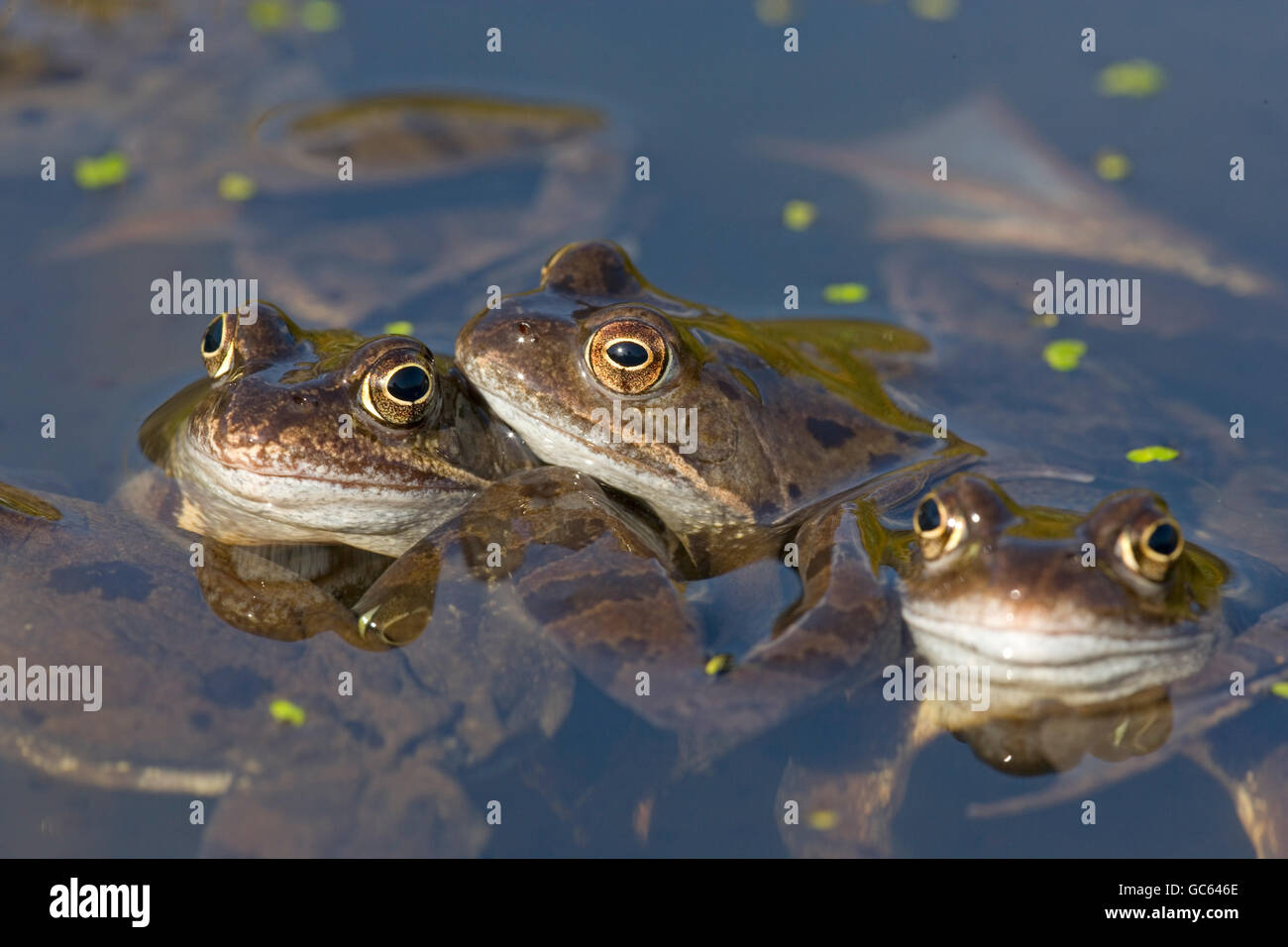 Three Common Frogs Rana temporaria half submerged in garden pond at spawning time Stock Photo
